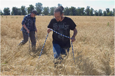 círculos campos de trigo