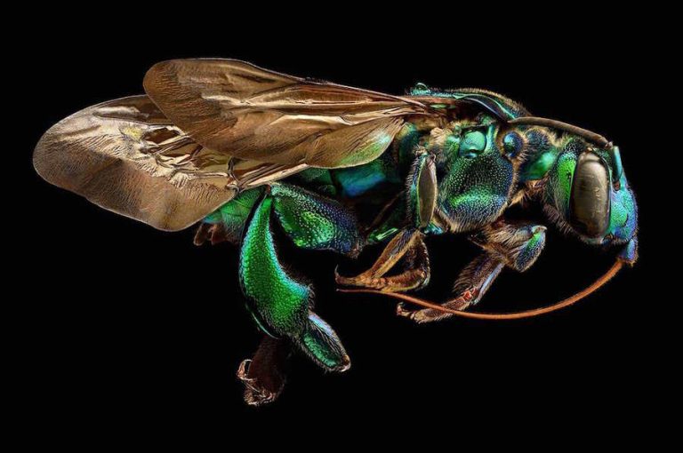 macrofotografía de insectos