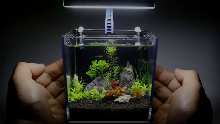 Pecera hecha con caja plástico GoPro