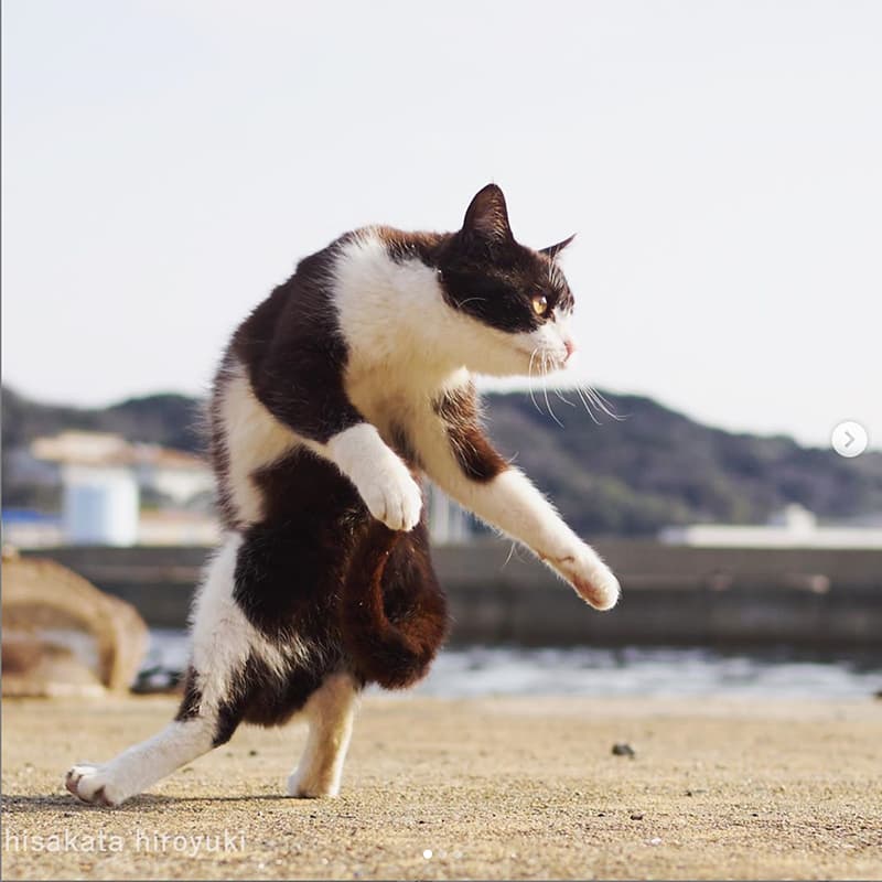 Gatos Ninja