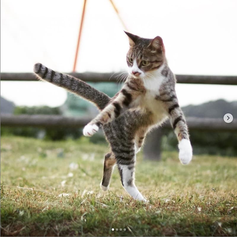 Gatos Ninja