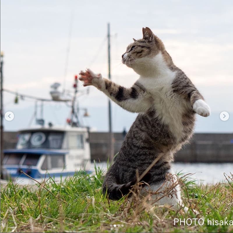Gatos Ninja