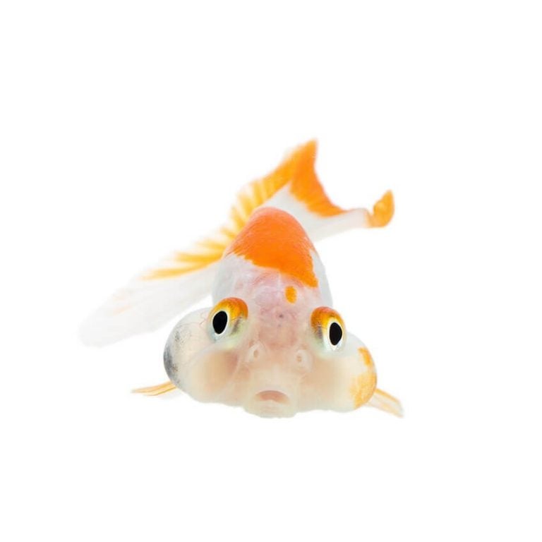 peces tropicales